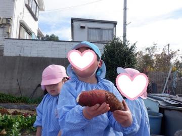 芋を掘った瞬間にとれたことを報告しているところ